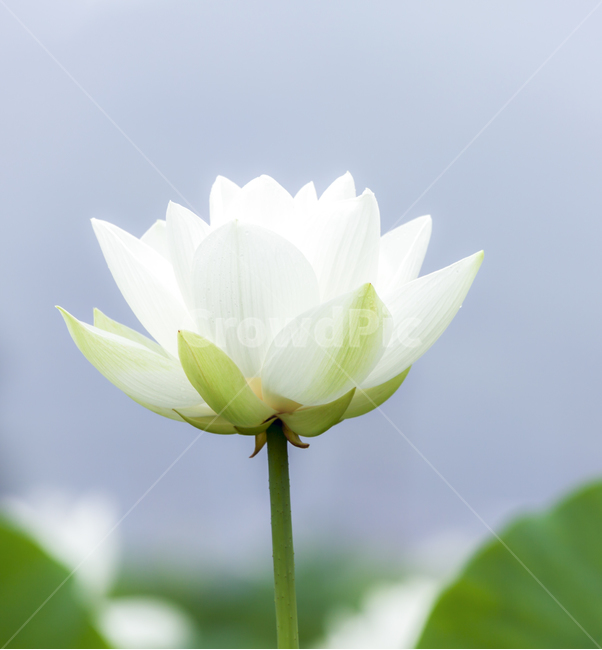 연꽃,흰색,꽃,자연,색,순수,감성,힐링,포토,불교,아름다운,뷰티,배경,소스,식물,coior,planyts,flower,nature,백련,식물,자연,plants,nature,꽃,flower