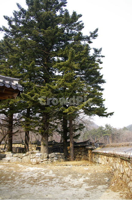담장,나무,전통,담,기와,담쟁이