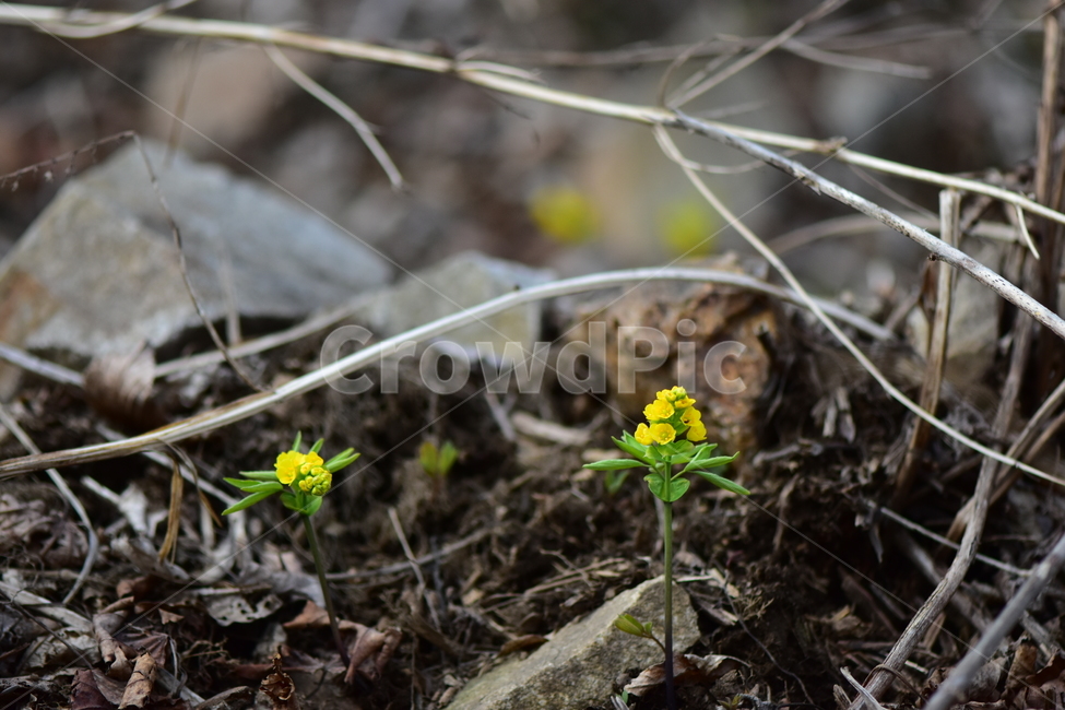 한계령풀,야생화,봄,꽃,풀꽃,자연,식물,식생,plants,nature,spring,season,flower