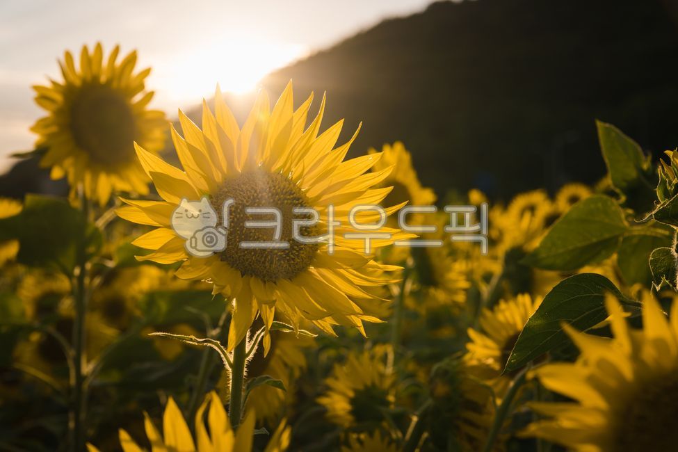 해바라기,해바라기꽃,해바라기꽃밭,해바라기밭,해라바리풍경,plant,식물,flower,꽃,sunflower,식물,자연,plants,nature,꽃,flower