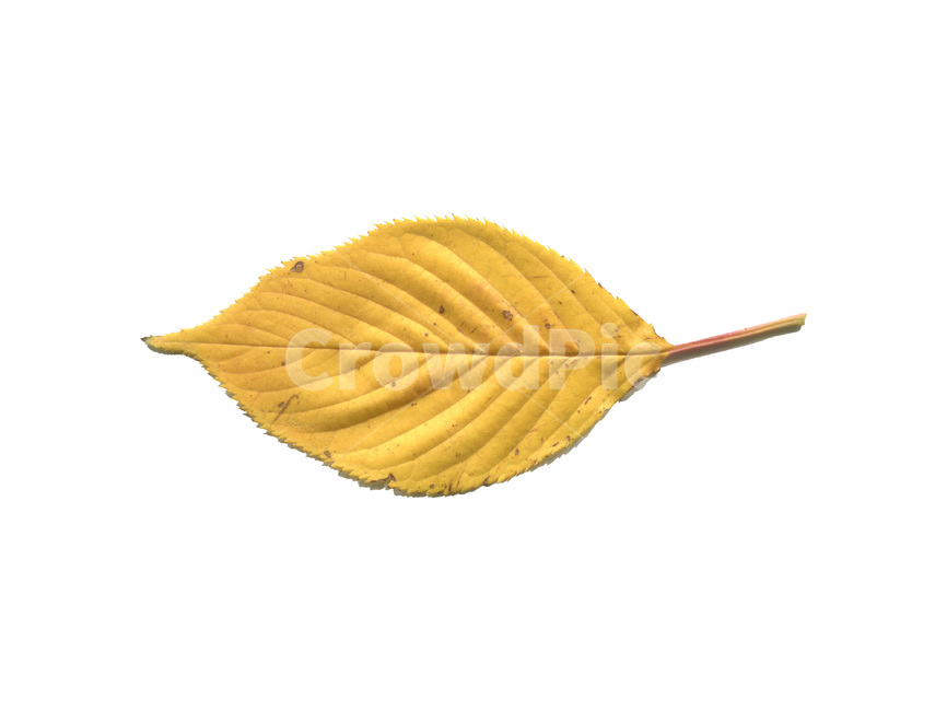 단풍,단풍잎,나뭇잎,가을,잎,낙엽,식물,autumn,leaf,leaves,maple,fall,plant,가을,계절,fall,autumn,season