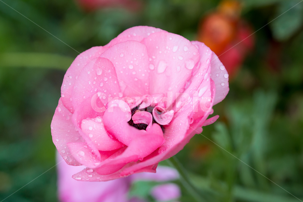 분홍꽃,이슬,아침이슬,휴식,꽃잎,식물,자연,plants,nature,꽃,flower