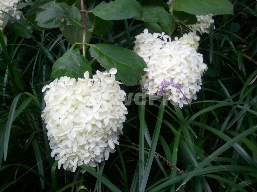 수국,범의귀과,흰색꽃,나도승마속,바위수국속,식물,자연,plants,nature,꽃,flower