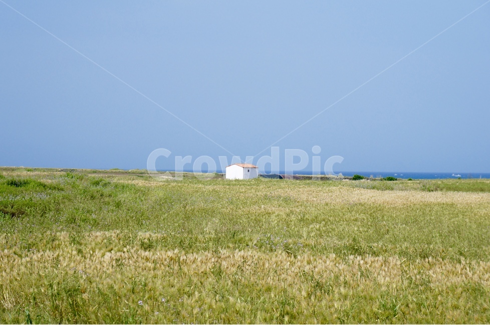 제주,풍경,보리밭,가파도,봄,청보리,봄,계절,spring,season,자연,풍경,nature,landscape,한국자연풍경,한국자연경관,korea nature landscape,제주도,jeju,jeju island,outdoors,옥외,field,들,grassland,목초지