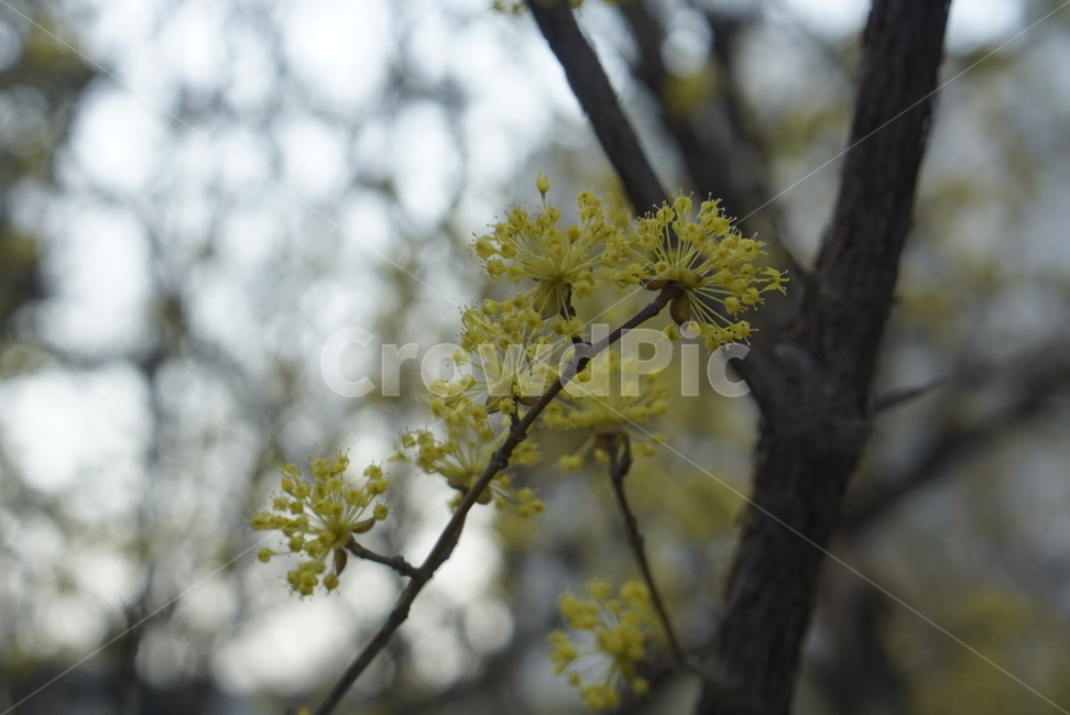 식물,spring,봄,꽃,나무,plant