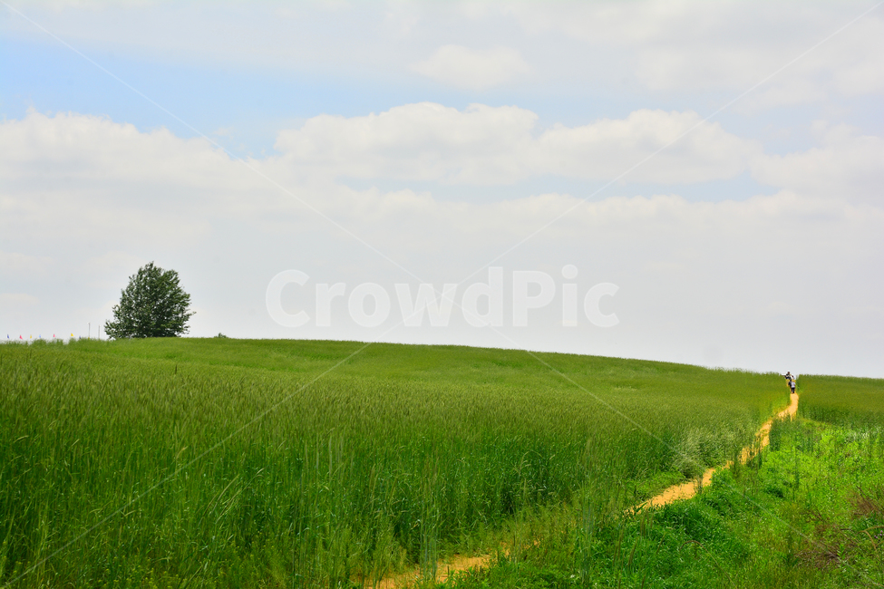 June,country,In May,wheat field road,cloud,path,Field,healing,plantation,road,grass,green wave,plains,season,meadow,dirt road,sky,ranch road,rest,greenfield,green,green day,clear,unending,grassland,outdoor,cornfield,field,Farm,vast,country road,greenfield