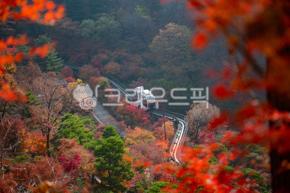 Maple tree,maple tree forest,plant,tree,monorail