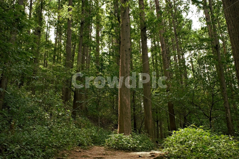 숲,자락길,나무,초록,신록,자연,woods,nature,green,cool,summer,walkaway,힐링,휴식,시원함,고요함,healing,relaxation,calm,forestbathing,freshness,자연,풍경,nature,landscape,식물,plants,나무,trees,wood,휴식,힐링,rest,relaxation,healing,tree,plant,tree trunk,나무 줄기