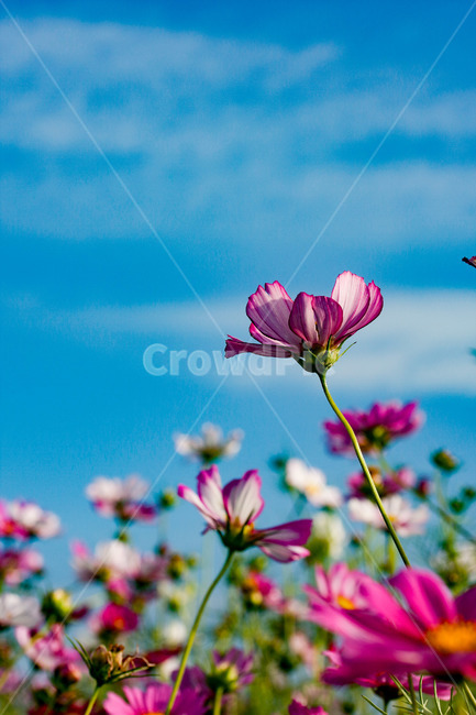 코스모스,하늘,꽃,가을,감성,가을,계절,fall,autumn,season,식물,자연,plants,nature,꽃,flower,blossom,geranium,제라늄,plant