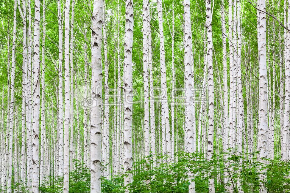 birch tree,forest,green,nature,tree,Deputy Won,vegetation,leaf,background image,birch forest,background,plant