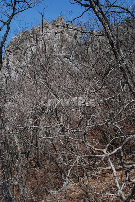 봄,spring,탐방로,trail,tree,나무,휴양지,자연,풍경,nature,landscape,outdoors,옥외,plant,식물