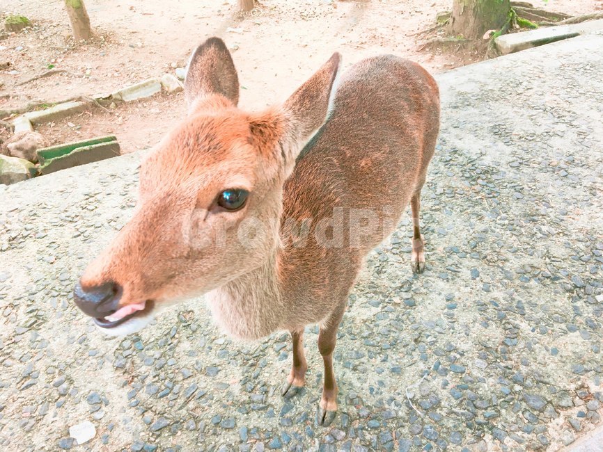 deer,사슴,일본,사슴공원,cute