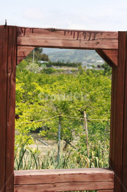 나무,풀,식물,산,tree,plant