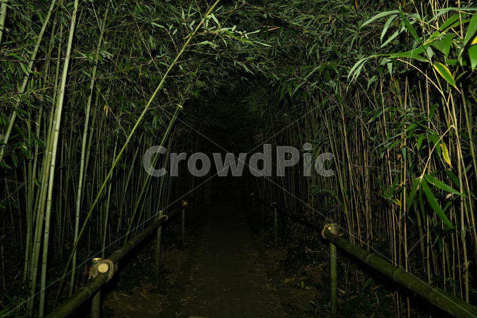 plant,식물,bamboo,대나무,자연,줄기,자연,풍경,nature,landscape,야경,밤,nightscape,night
