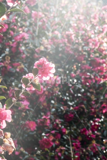 동백,동백나무,동백꽃,꽃,식물,의자,잎,나뭇잎,나무,낭만,추억,여행,제주도,빛,실루엣,역광,꽃잎,접사,근접사진,겨울,배경,백그라운드,추희,식물,자연,plants,nature,꽃,flower