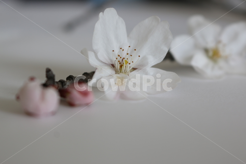 plant,식물,flower,blossom,꽃,봄,벚꽃,식물,자연,plants,nature,꽃,flower