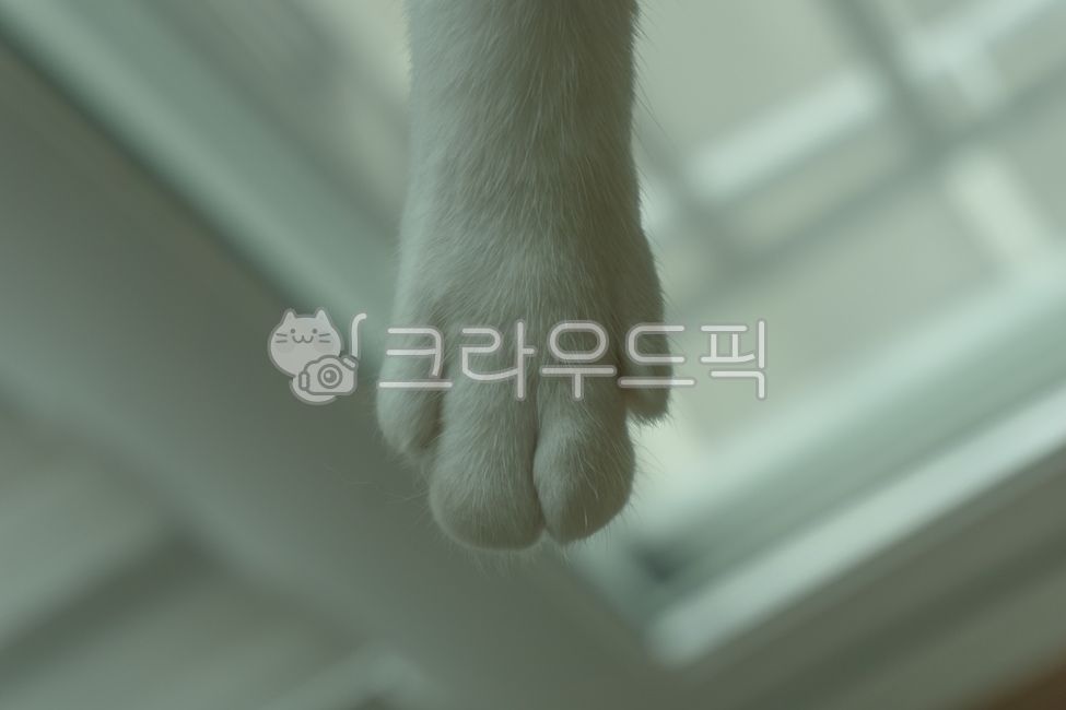고양이,동물,고양이발,귀여운,빈티지,애완동물,반려동물,집고양이,고양이발가락,cat,animal