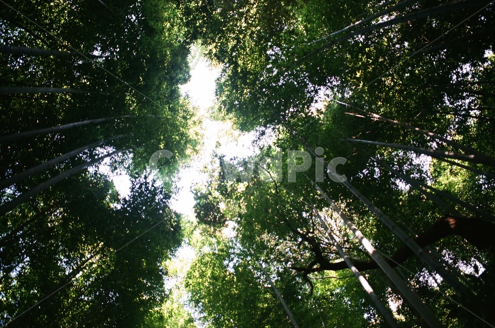 대나무,숲,나무,산,bamboo,tree,나뭇잎,대나무숲,일본,아라시야마,필름카메라,필름,아날로그,감성,film,felling,analogue,자연,풍경,nature,landscape,휴식,힐링,rest,relaxation,healing,light,빛,flare,플레어,sunlight,햇빛