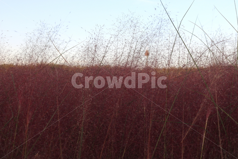 핑크뮬리,뮬리,식물,자연,벼과,분홍쥐꼬리새,가을,가을,계절,fall,autumn,season,grass,잔디,plant