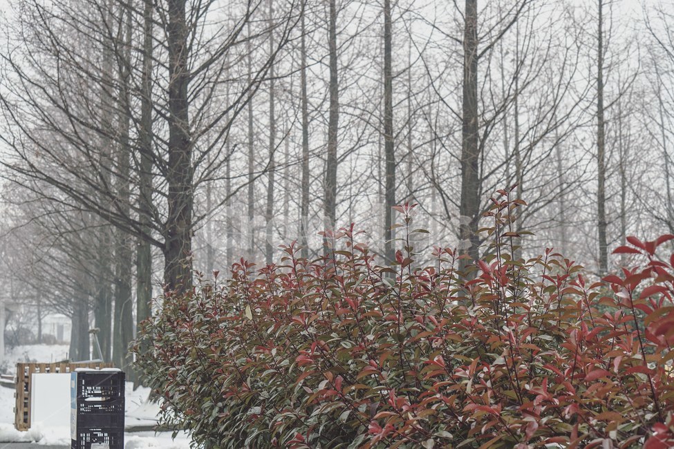 식물,꽃,자연,식물원,감성,겨울,계절,winter,season,자연,풍경,nature,landscape,식물,plants,나무,trees,wood,plant,tree