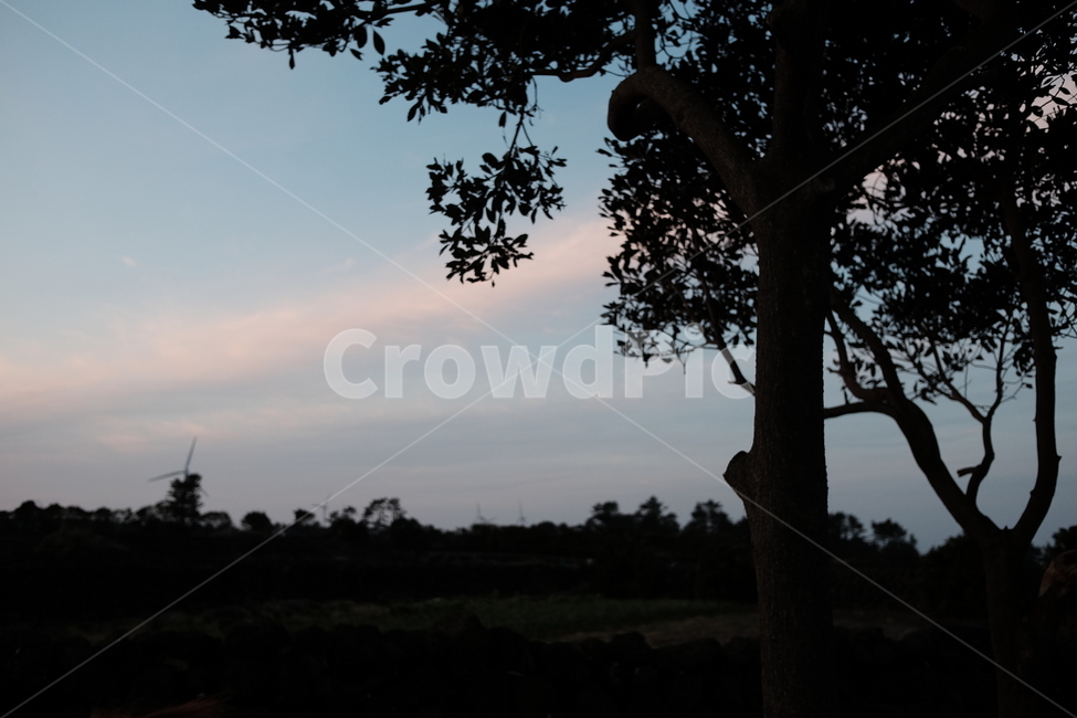 제주도,담벼락,하늘,나무,자연풍경,자연,풍경,nature,landscape,식물,plants,나무,trees,wood,실루엣,그림자,silhouette,shadow,tree,plant