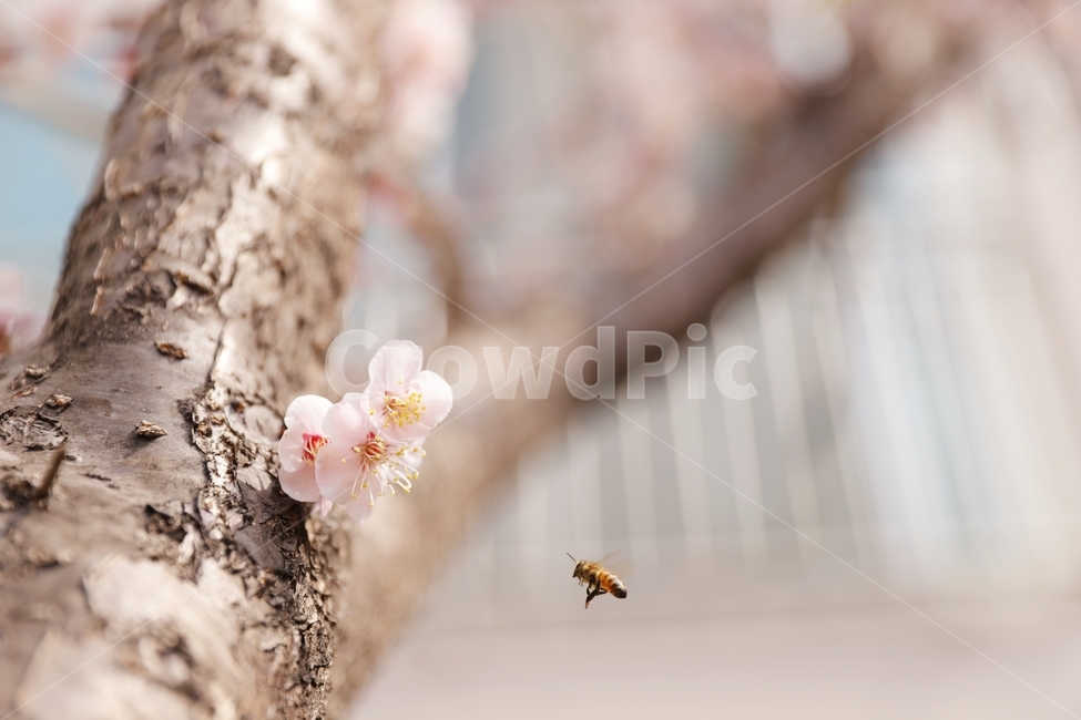 벚꽃,벚꽃나무,봄꽃,벌,봄,자연,식물,자연,plants,nature,꽃,flower,동물,animal,곤충,벌레,insect,bug