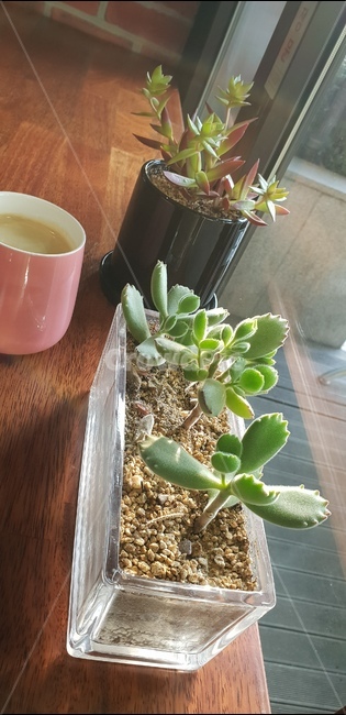 모닝커피,햇살,아메리카노,다육이,커피,americano,까페,식물