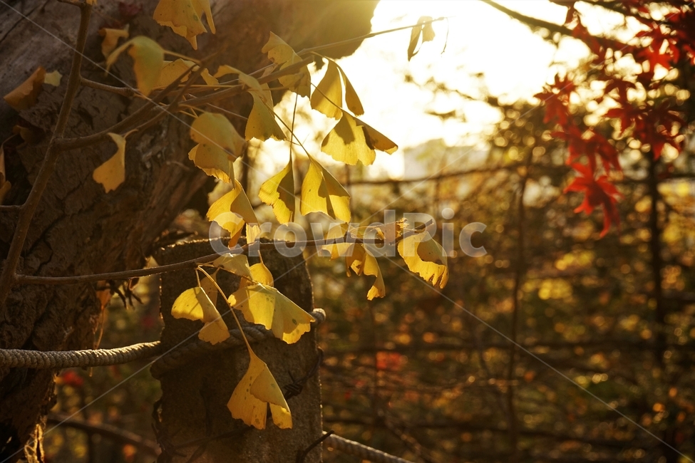 단풍,은행,노랑,빨강,역광,햇빛,은행잎,감성,따뜻함,가을,계절,fall,autumn,season,식물,자연,plants,nature,plant,leaf,잎,light,빛,flare,플레어