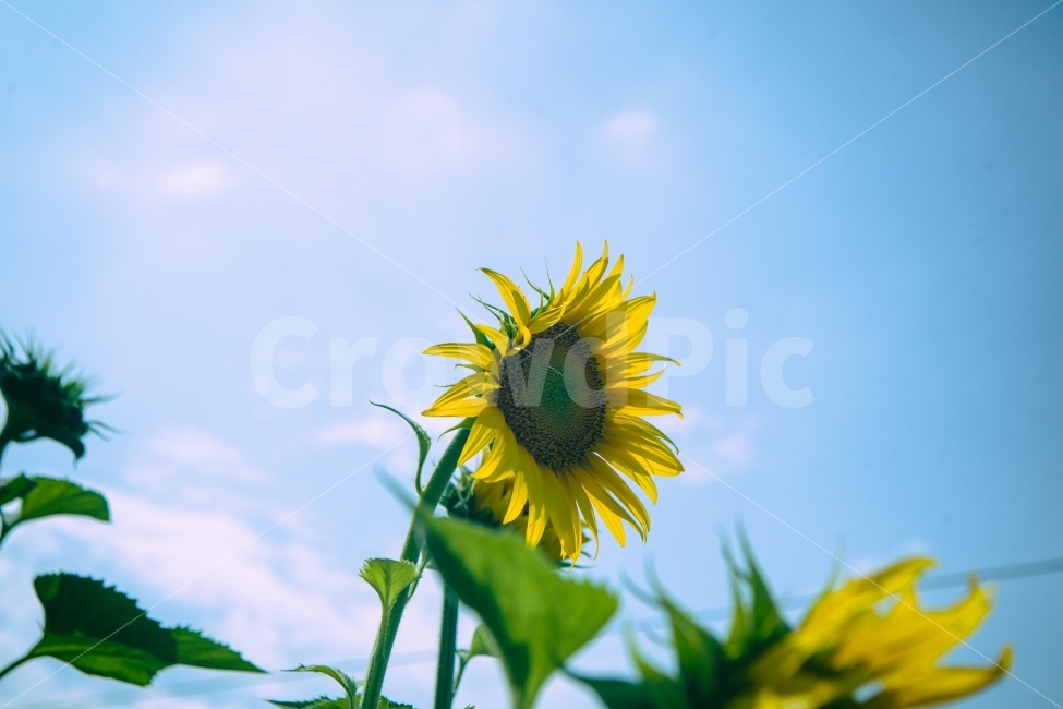 꽃,여름,해바라기,노랑색,하늘,자연,자연사진,풍경,flower,sunflower,summer,yellow,sky,nature,naturephoto,naturephotography,landscape,여름,계절,summer,season,식물,자연,plants,nature,꽃,flower,plant,blossom