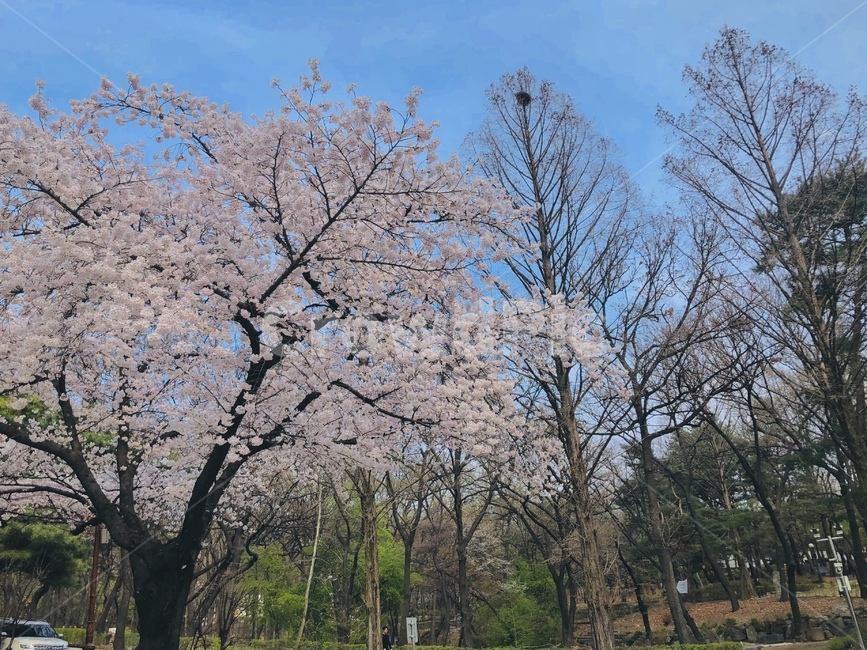 식물,plant,꽃,벚꽃,봄,flower,blossom,cherryblossom,spring