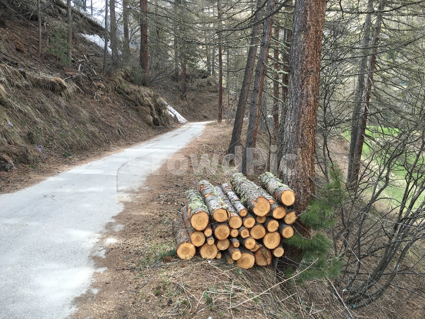 자연,나무,장작,산길,firewood