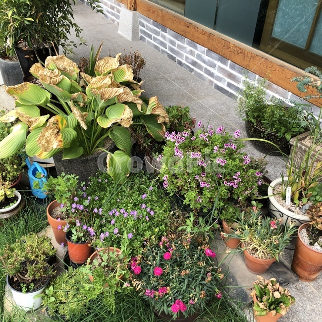 청추,수이재,꽃,화단,flower,식물,자연물,자연,자연풍경,자연환경,plant,화분,실내용화초,화분,화초,house plant