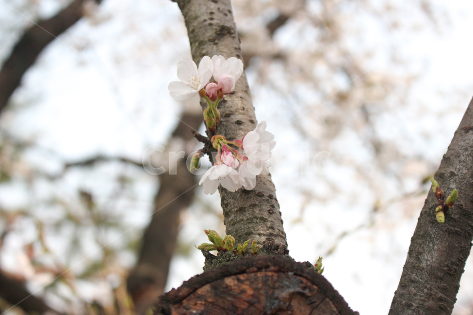 벚꽃,벚꽃나무,꽃잎,벚꽃잎,봄꽃,봄,spring,벚나무,white,벚꽃놀이,벚꽃축제,봄소풍,봄나들이,나들이,소풍,공원,park,식물,나무,cherryblossom,blossom,plant