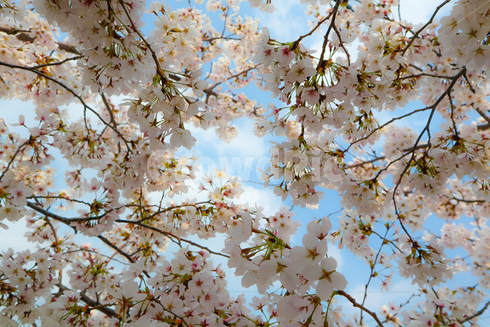 벚꽃,꽃,자연,나무,풍경,봄,봄,계절,spring,season,식물,자연,plants,nature,꽃,flower,plant,blossom