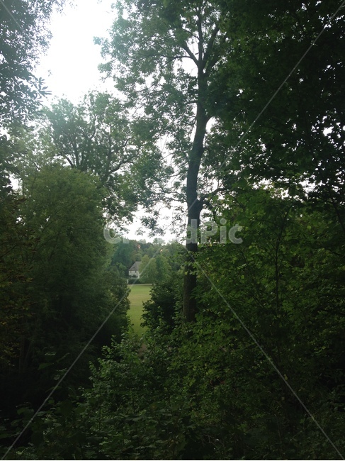 weimar,germany,숲,초록,나무,tree