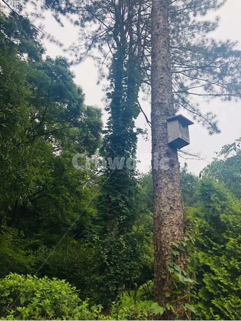 제주도,한국,초록,자연,풍경,하늘,햇살,햇빛,나무,숲,산내음,산책,공기,색감,평안,평온,여유,고요,초목,산림지,식물
