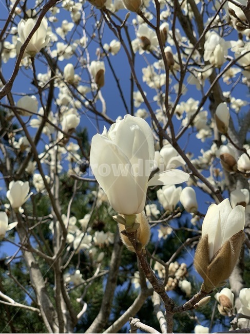 spring,spring flowers,magnolia,petal,nature,plant,magnolia flower,flower