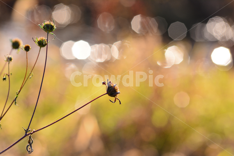 들풀,들꽃,보케,빛망울,가을배경,야생화,plant,bokeh,배경,바탕,백그라운드,background,가을느낌,autumn,시냇가,빛,light,플레어,flare,petal,꽃잎,식물,blossom,flower,자연,nature,꽃,분위기,feeling,sensible,emotional,가을,계절,fall,autumn,season