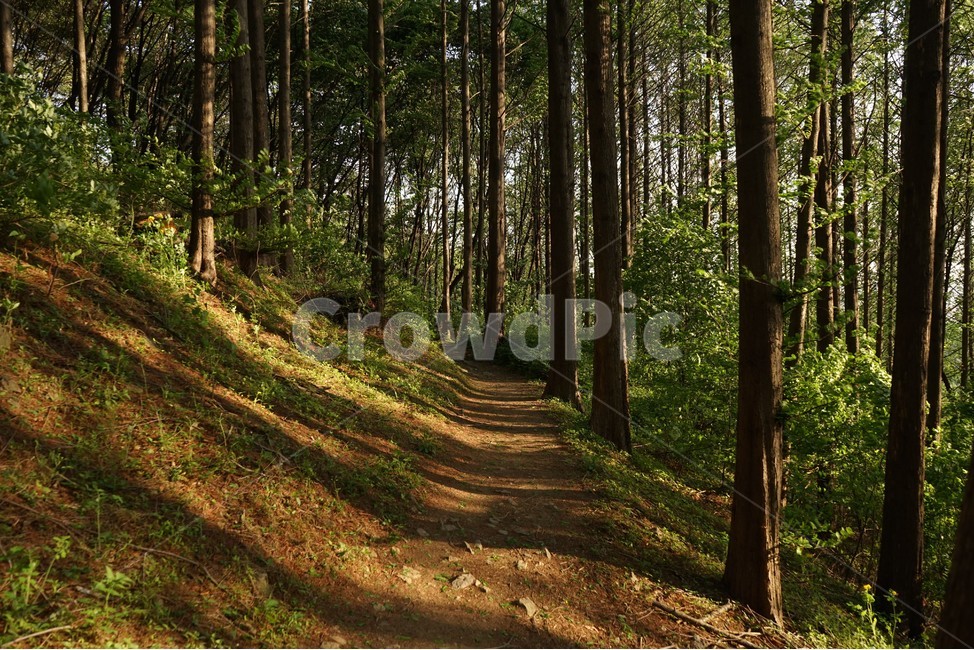 숲,나무,초록,신록,숲길,자연,nature,woods,green,forest,햇빛,늦은오후,힐링,치유,relaxation,healing,숲그림자,forestbathing,freshness,trail,walkway,trees,season,stroll,park,sunshine,그림자,shadow,사선,고요,호젓함,산책길,자연,풍경,nature,landscape,plant,식물,tree,vegetation,초목,ground,바닥,outdoors,옥외,woodland,삼림지,land,땅