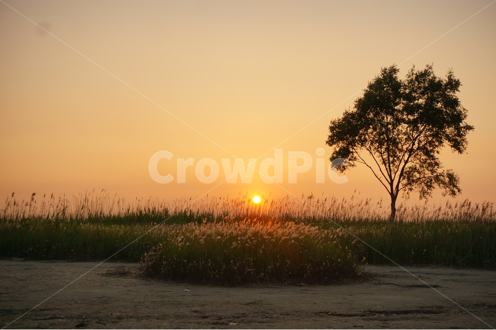 자연,하늘,노을,일몰,갈대밭,역광,자연,풍경,nature,landscape,식물,plants,나무,trees,wood,outdoors,옥외