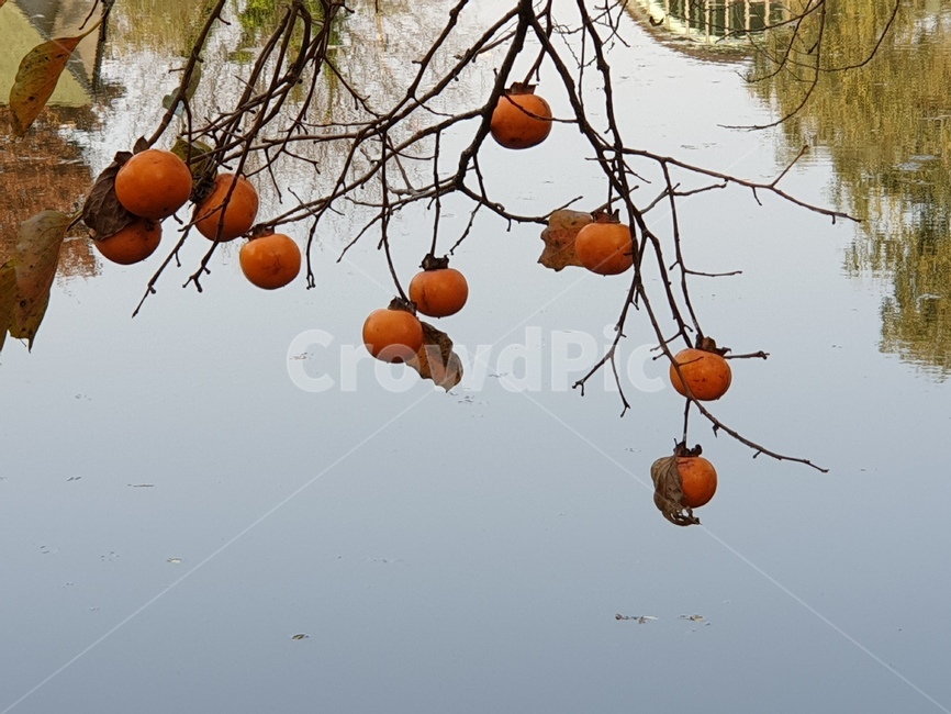 감,홍시,가을,감나무,추석,가을,계절,fall,autumn,season,plant,식물,food,음식,fruit,과일