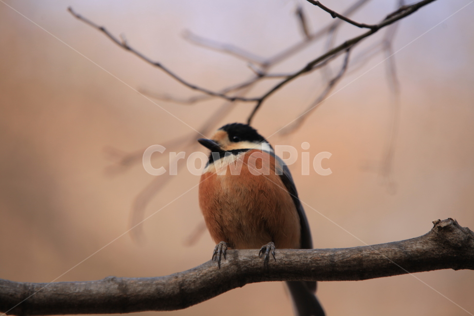 animal,동물,bird,새,야생,조류,야외,동물,animal,조류,새,birds