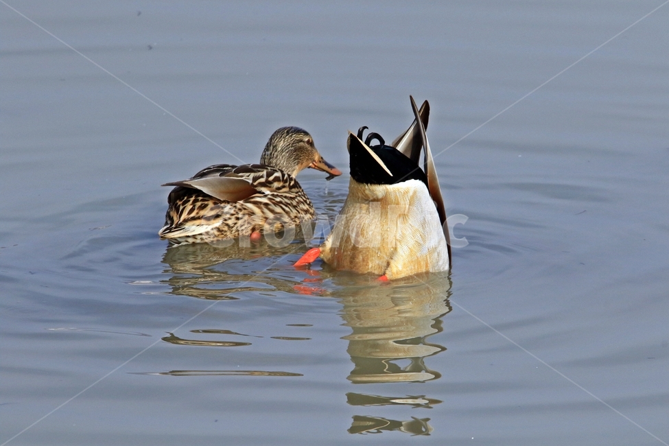 고니,새,백조,bird,동물,동물,animal,조류,새,birds