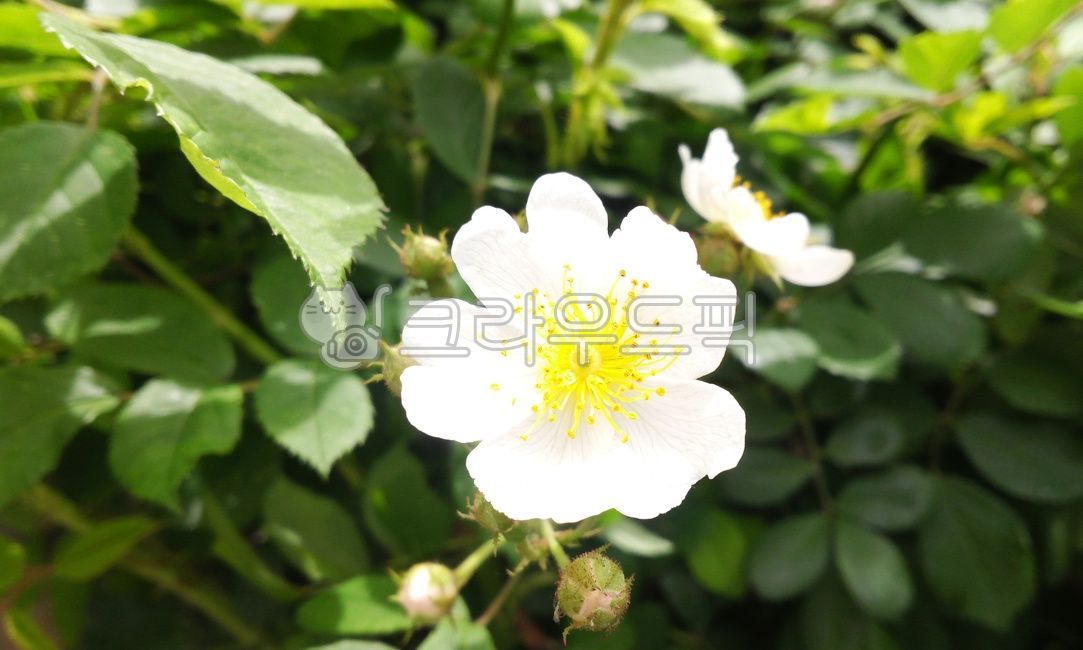찔레꽃,찔레,식물,plant,흰색꽃