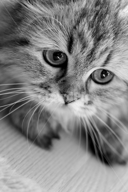 고양이,흑백,애묘,동물,귀여움,동물,animal,포유류,mammal,고양이,cat,kitten,kitty,흑백,모노톤,monochrome,black and white