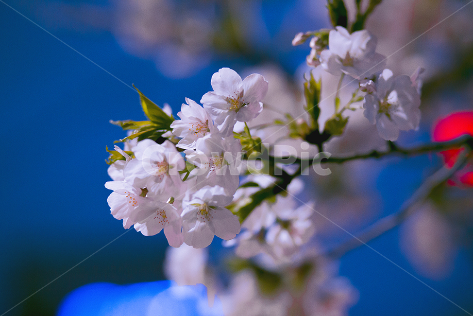 벚꽃,cherryblossom,꽃,flower,봄꽃,봄,계절,spring,season,식물,자연,plants,nature,꽃,flower,plant,blossom