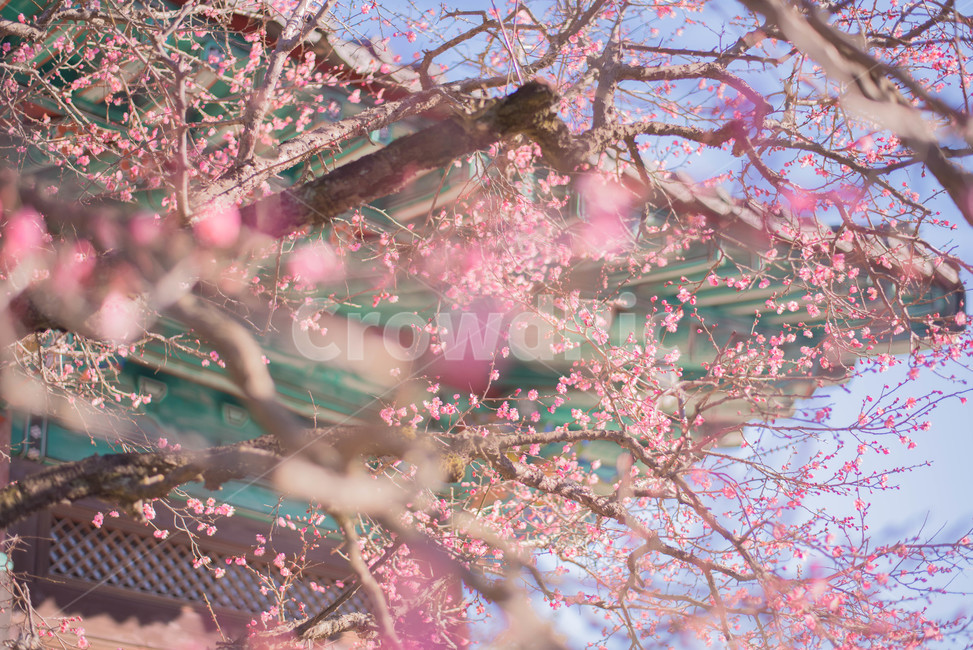 꽃,홍매화,절,봄꽃,매화,봄,계절,spring,season,식물,자연,plants,nature,꽃,flower,plant