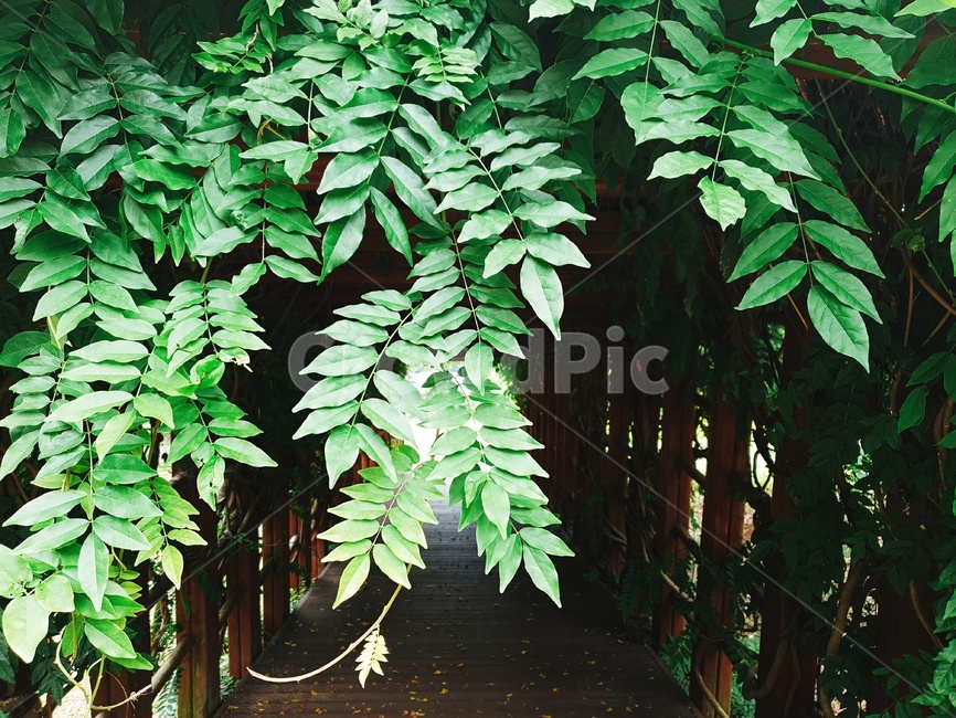 나뭇잎,나무,덩쿨,이파리,초록,공원,등나무,식물,잎,leaf,plant,식물,자연,plants,nature