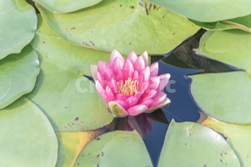 수련,축제,연꽃,나리공원,식물,꽃,flower