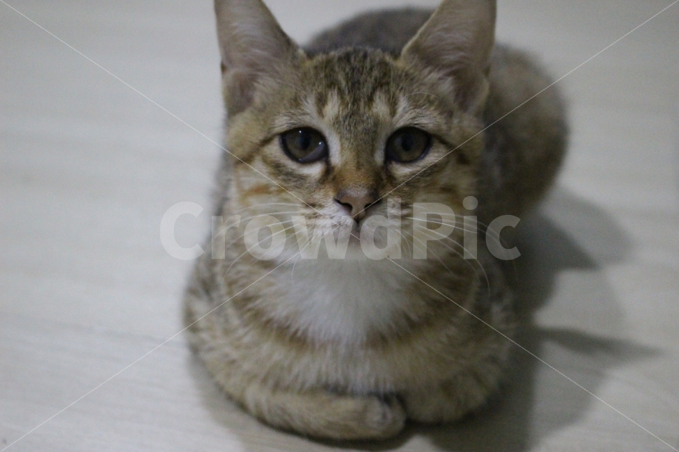 고양이,반려동물,유기묘,길냥이,애완동물,cat,pet,kitten,아기고양이,코숏,코리안숏헤어,동물,animal,고양이,cat,kitten,kitty,포유류,mammal